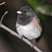 Dark-eyed Junco